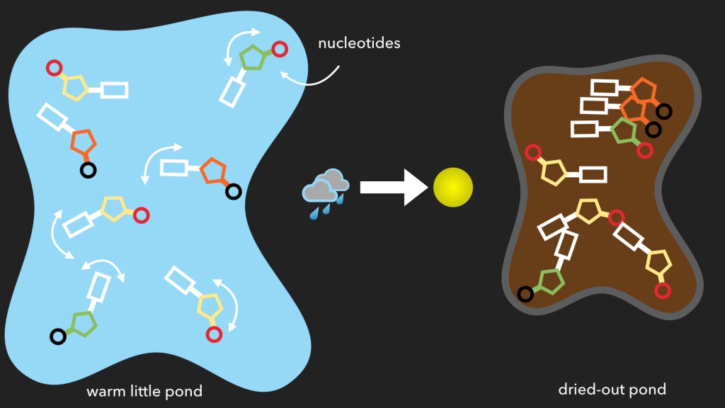 organics in warm little ponds
