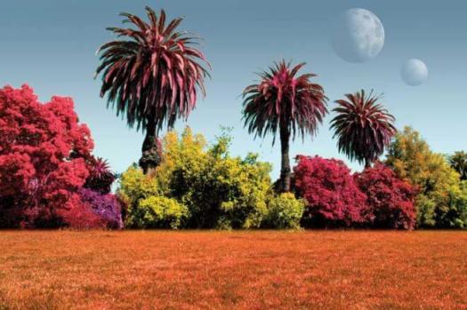 Green, yellow or even red-dominant plants may live on extra-solar planets, according to scientists whose two scientific papers appear in the March issue of the journal, Astrobiology. The scientists studied light absorbed and reflected by organisms on Earth, and determined that if astronomers were to look at the light given off by planets circling distant stars, they might predict that some planets have mostly non-green plants. Green, yellow or even red-dominant plants may live on extra-solar planets, according to scientists whose two scientific papers appear in the March issue of the journal, Astrobiology. The scientists studied light absorbed and reflected by organisms on Earth, and determined that if astronomers were to look at the light given off by planets circling distant stars, they might predict that some planets have mostly non-green plants. Green, yellow or even red-dominant plants may live on extra-solar planets, according to scientists whose two scientific papers appear in the March issue of the journal, Astrobiology. The scientists studied light absorbed and reflected by organisms on Earth, and determined that if astronomers were to look at the light given off by planets circling distant stars, they might predict that some planets have mostly non-green plants. Green, yellow or even red-dominant plants may live on extra-solar planets, according to scientists whose two scientific papers appear in the March issue of the journal, Astrobiology. The scientists studied light absorbed and reflected by organisms on Earth, and determined that if astronomers were to look at the light given off by planets circling distant stars, they might predict that some planets have mostly non-green plants. (Doug Cummings, NASA/Goddard/Caltech